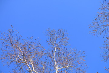 branches of tree with blue sky and clouds