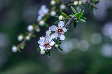 New Zealand Native Manuka Flowers