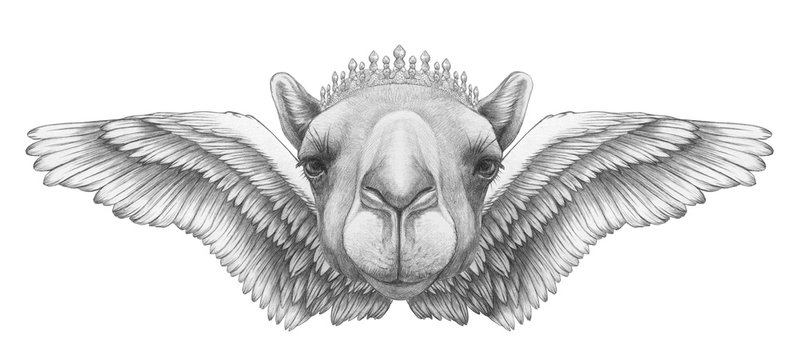 Portrait of Camel with wings. Hand drawn illustration. 