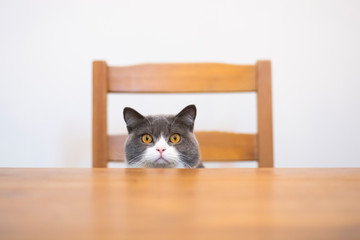 British shorthair cat sitting at the table - Powered by Adobe