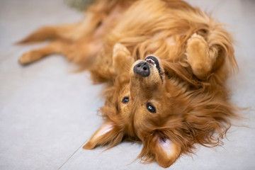 Golden retriever lying on the floor
