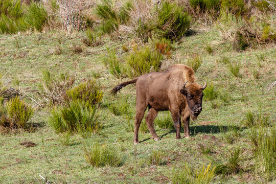 Hembra de bisonte europeo. Bison bonasus. Cordillera Cantábrica, España.