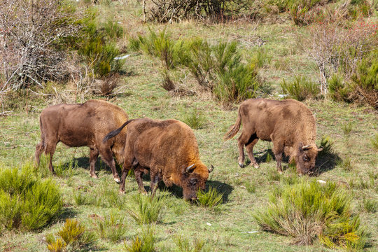 Bisontes europeos, dos hembras y un macho pastando en la pradera. Bison bonasus. Cordillera Cant&aacute;brica, Espa&ntilde;a.