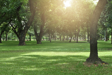 Fototapeta na wymiar Tree with green grass in morning light at public park, close up tree in day light
