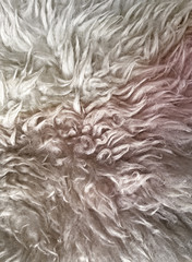 Wool texture