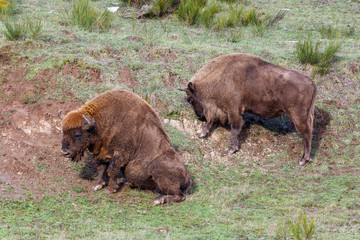 Macho de bisonte europeo sentado en la arena y hembra pastando. Bison bonasus. Cordillera...