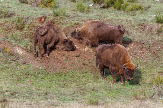 Macho de bisonte europeo observando y dos hembras revolc&aacute;ndose en la arena. Bison bonasus. Cordillera Cant&aacute;brica, Espa&ntilde;a.