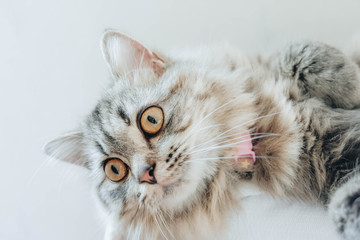 An adorable Persian cat laying down on the bed with natural light.