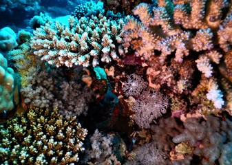 koral morza czerwonego nurkowanie podwodne