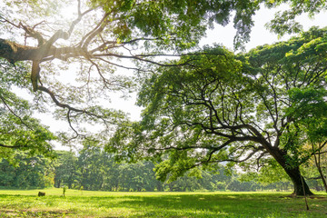 Fototapeta na wymiar The greenery leaves branches of big Rain tree sprawling cover on green grass lawn under sunshine morning, plenty trees on background in the publick park