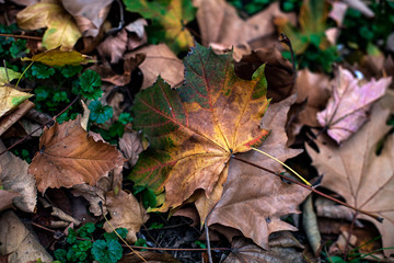 Beautiful autumn leaves in a variety of colors. Fallen leaves on the ground.