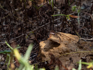 日光浴をするタテハモドキ