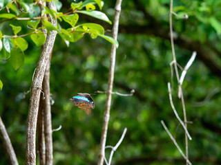 飛翔するルリオビタテハ