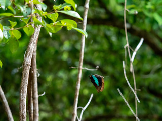 ルリオビタテハの飛翔