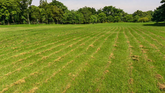 Fresh green carpet grass lawn with row of dry grass cutted and trees on background, after gardening landscapes maintenance peroid