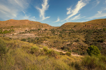 trees in the Beninar area (Spain)
