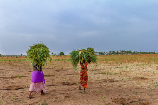 Women Working in Agriculture fields in India