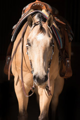 Western Horse Portrait