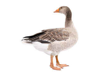 Beautiful goose, side view, standing isolated on white background
