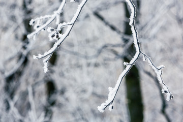 branches of a tree covered with snow