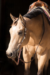 Western Horse Portrait