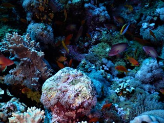 Naklejka na ściany i meble koral ryba morza czerwonego nurkowanie 