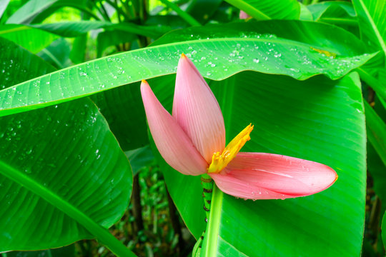Pink petals of flowering Banana blooming on fresh green pinnately parallel venation leaf pattern with water droplets, known as Musa ornata tropical plant