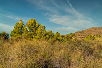 trees in the Beninar area (Spain)