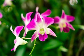 Bunch of pink petals Dendrobium hybrid orchid under green leafs tree on blurry background