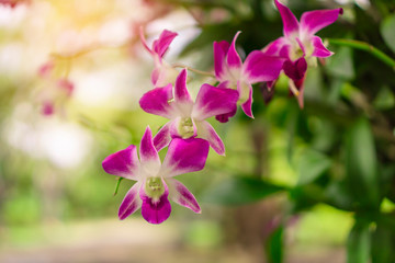 Fototapeta na wymiar Bunch of pink petals Dendrobium hybrid orchid under green leafs tree on blurry background