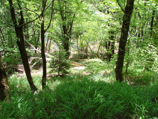 Fototapeta premium Panorama of the forest vegetation of a mountain forest at the foot of trees on a hillside that densely covers the bottom of trees.