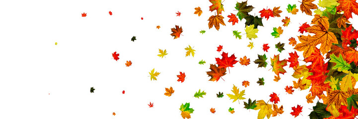 Autumn leaf background. November falling pattern. Thanksgiving season concept