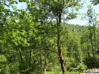 Natural picture of a mountain forest on a slope of a rocky hill under the rays of the sun that barely makes its way through the thick of the branches.