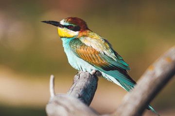 bee-eater in summer sits on dry branches