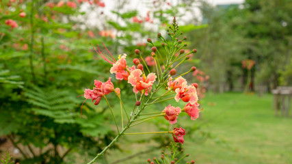 Obraz premium Bunch of orange petals Peacock's crest know as Pride of barbados or Flower fecne blooming on green leaves blurred background in a garden
