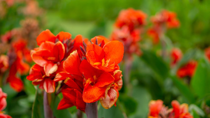 Fields of orange petals of Canna Lily know as Indian short plant or Bulsarana flower blossom on green leaves in a garden