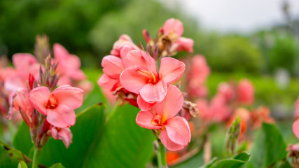 Fields of pink petals of Canna Lily know as Indian short plant or Bulsarana flower blossom on green leaves in a garden
