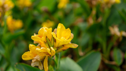 Fields of yellow petals of Canna Lily know as Indian short plant or Bulsarana flower blossom on green leaves in a garden