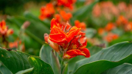 Fields of orange petals of Canna Lily know as Indian short plant or Bulsarana flower blossom on green leaves in a garden