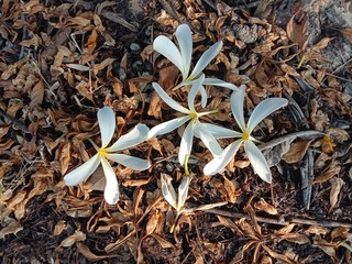 Frangipani flowers (Plumeria flowers) blooming on dried leaves background. White flowers with yellow at center closeup. 