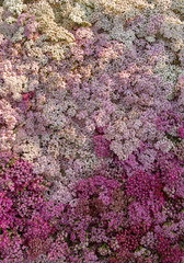 Top view of yarrow (Achillea) blooming in read, pink and white flowers in the garden with unsharp soil as background