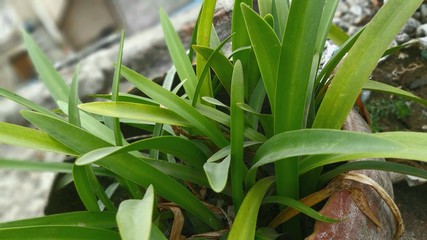 Green Grass look plant in a garden