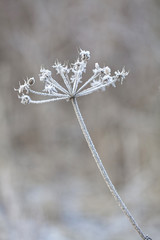 Delicate frosted plants on a cold winter day
