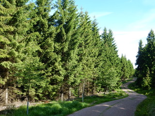 a road in the forest near Oberhof, Thuringia, Germany