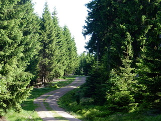 Fototapeta na wymiar a road in the forest near Oberhof, Thuringia, Germany