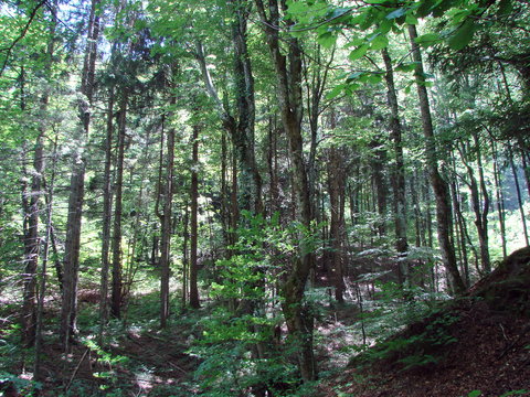 Natural picture of a mountain forest on a slope of a rocky hill under the rays of the sun that barely makes its way through the thick of the branches.