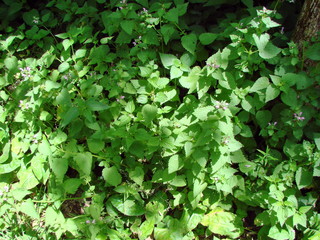 A pleasant encounter for the traveler with wild flowers and plants in the thickets of the forest at the foot of trees on a mountain slope.