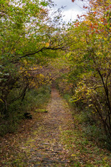 Naklejka premium 箱根の山道