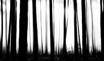 Obraz premium scary forest trees in black and white 