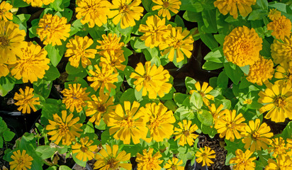 Top view a field of yellow petals Zinnia blooming and green leaves, know as Zinnia elegans is an annual flowering plant in Asteraceae family